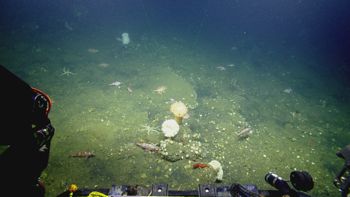 Media type: image;   Invertebrate Zoology 153153 Description: live specimen;